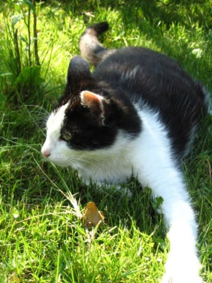 Picture of a cat / kitten / feline