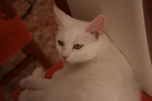 Picture of a cat / kitten / feline