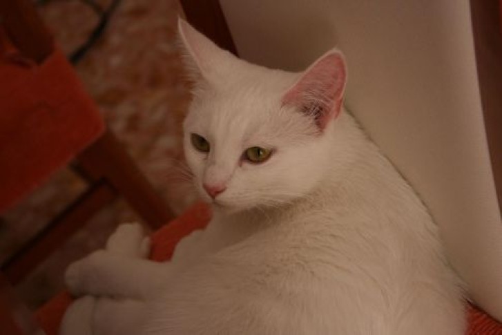 Picture of a cat / kitten / feline