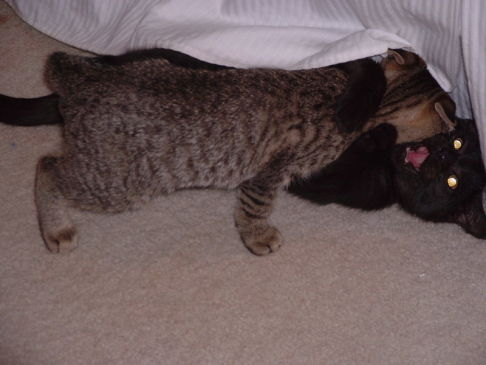 Picture of a cat / kitten / feline