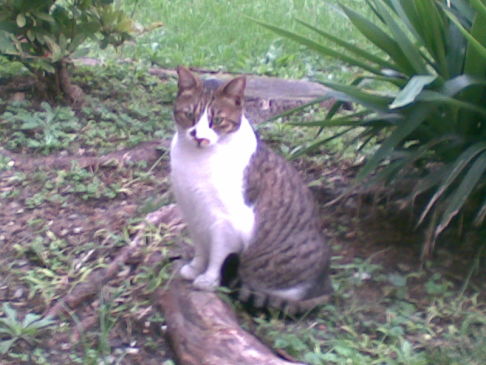 Picture of a cat / kitten / feline