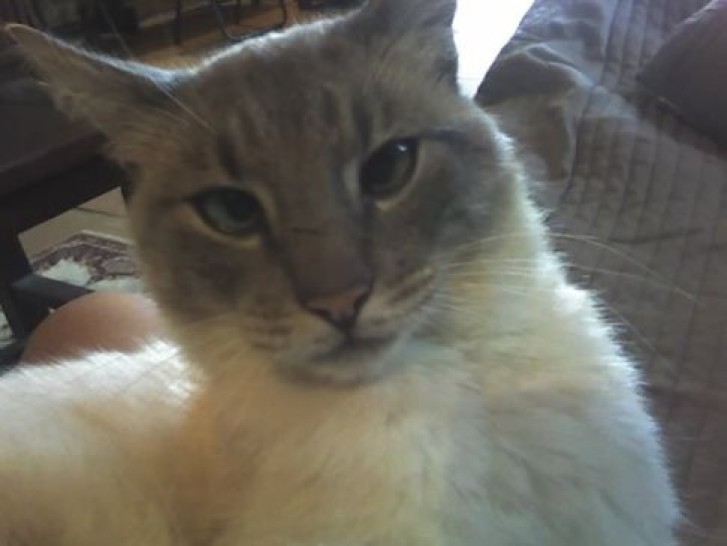 Picture of a cat / kitten / feline