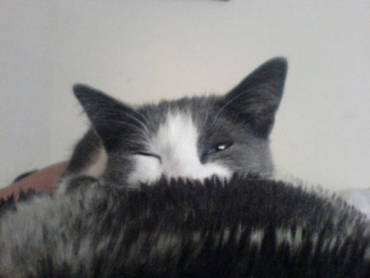 Picture of a cat / kitten / feline