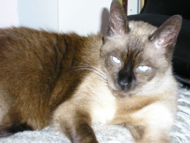 Picture of a cat / kitten / feline