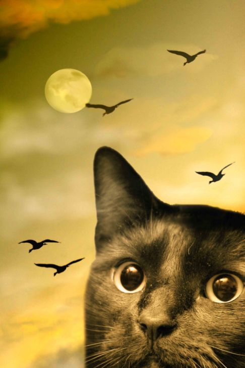 Picture of a cat / kitten / feline