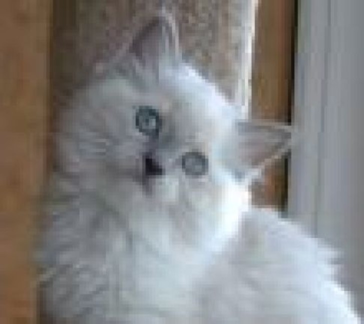 Picture of a cat / kitten / feline