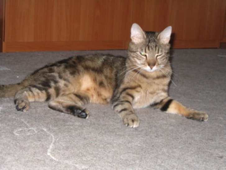 Picture of a cat / kitten / feline