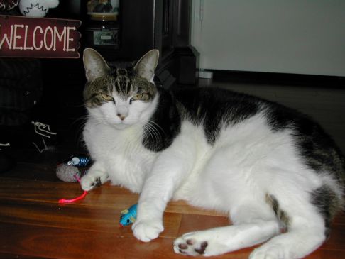 Picture of a cat / kitten / feline