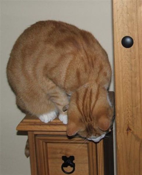 Picture of a cat / kitten / feline