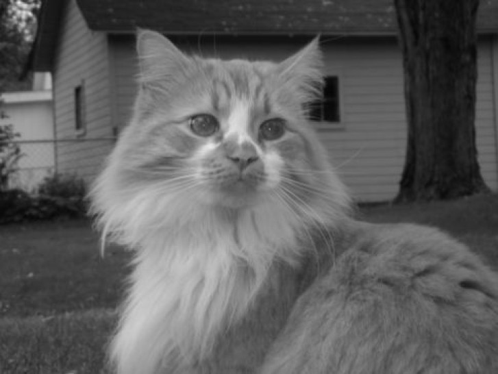 Picture of a cat / kitten / feline