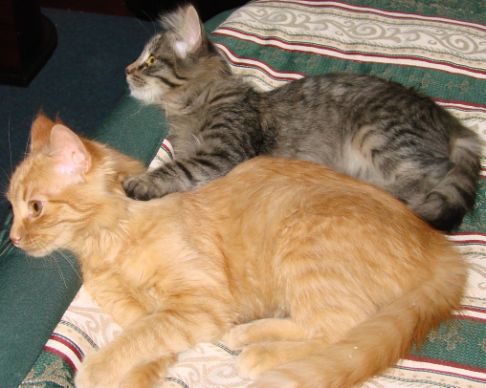 Picture of a cat / kitten / feline