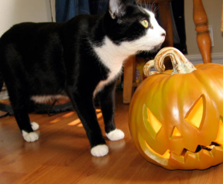 Picture of a cat / kitten / feline