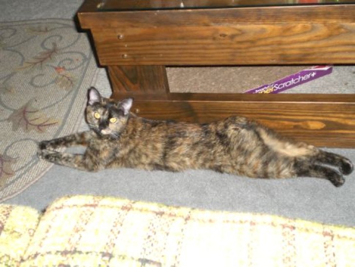 Picture of a cat / kitten / feline