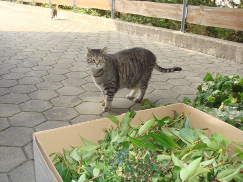 Picture of a cat / kitten / feline