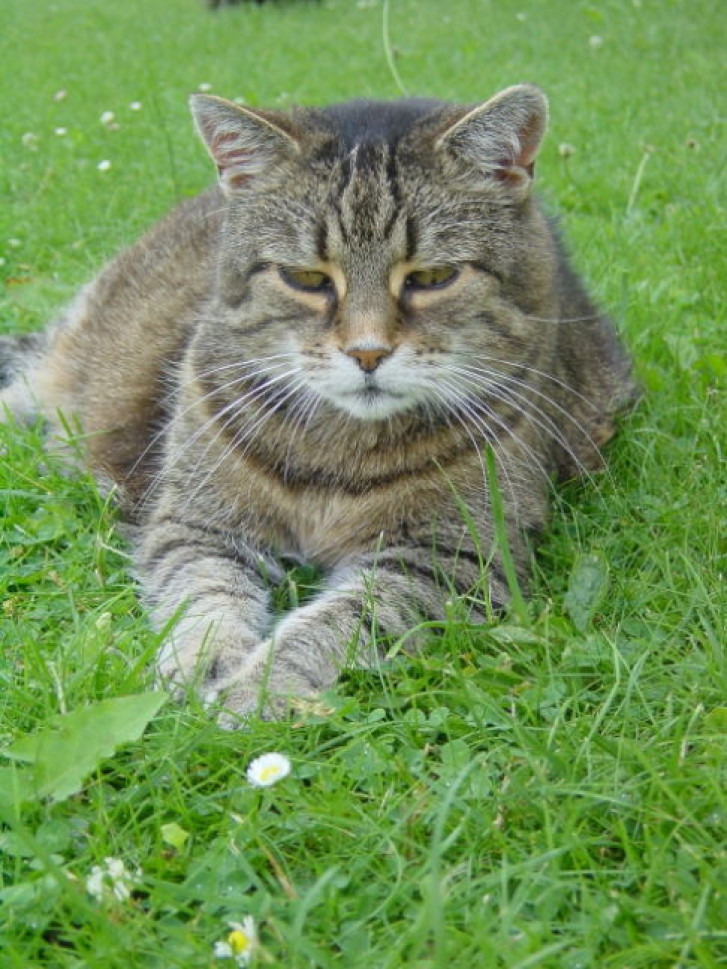 Picture of a cat / kitten / feline