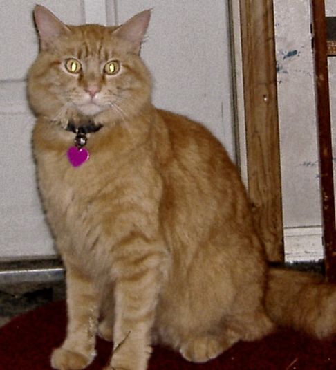 Picture of a cat / kitten / feline