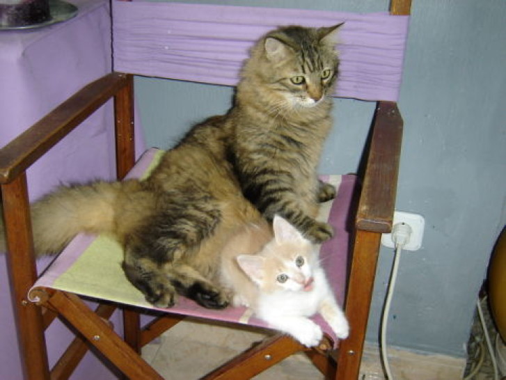 Picture of a cat / kitten / feline