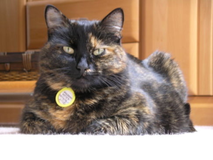 Picture of a cat / kitten / feline