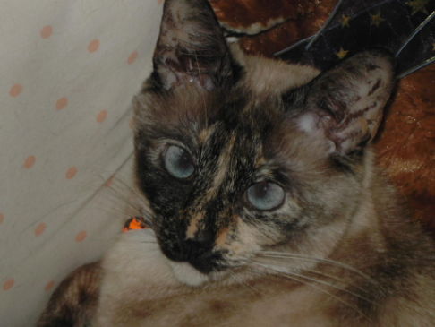 Picture of a cat / kitten / feline