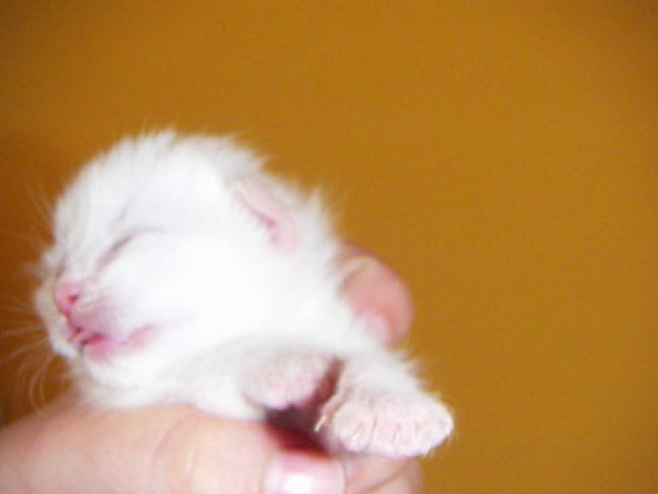 Picture of a cat / kitten / feline