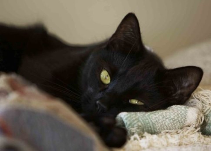 Picture of a cat / kitten / feline