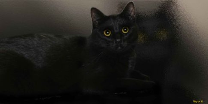 Picture of a cat / kitten / feline