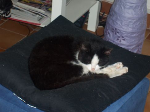 Picture of a cat / kitten / feline