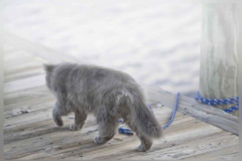 Picture of a cat / kitten / feline