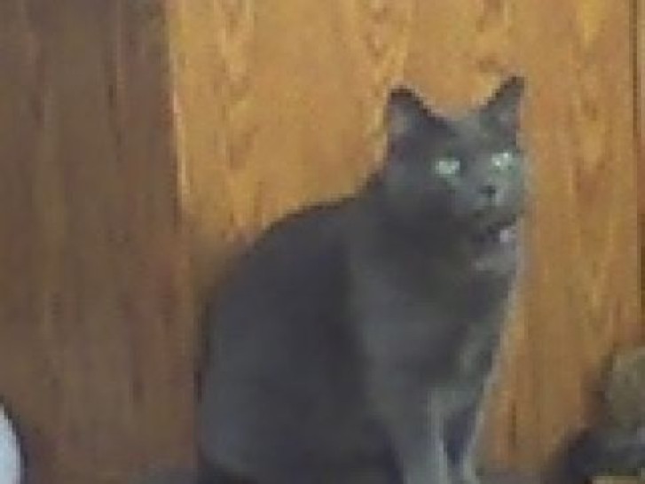 Picture of a cat / kitten / feline