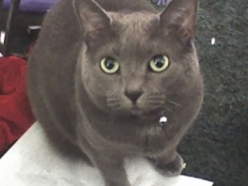 Picture of a cat / kitten / feline