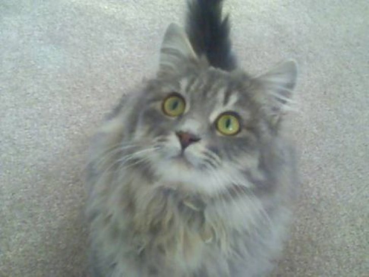 Picture of a cat / kitten / feline