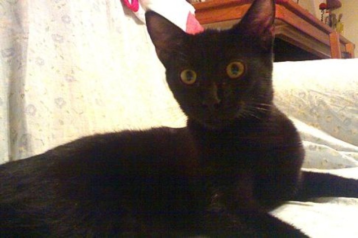 Picture of a cat / kitten / feline