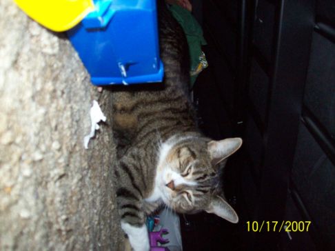 Picture of a cat / kitten / feline