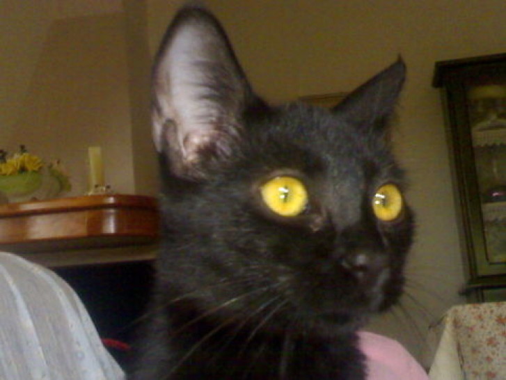 Picture of a cat / kitten / feline