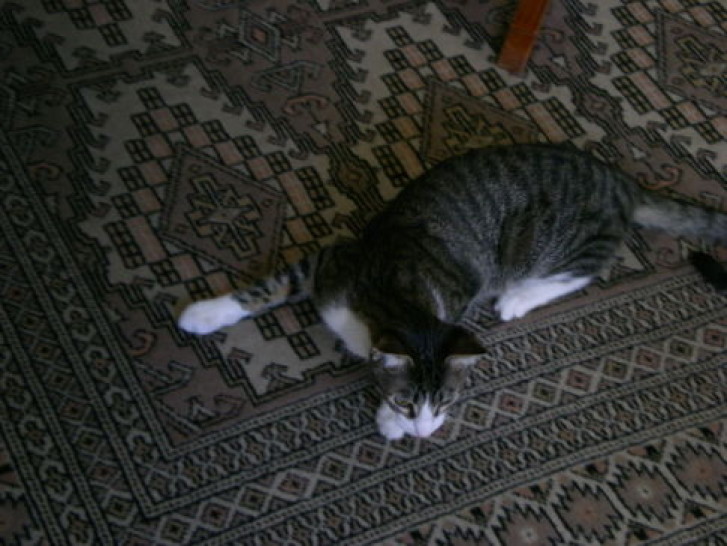 Picture of a cat / kitten / feline