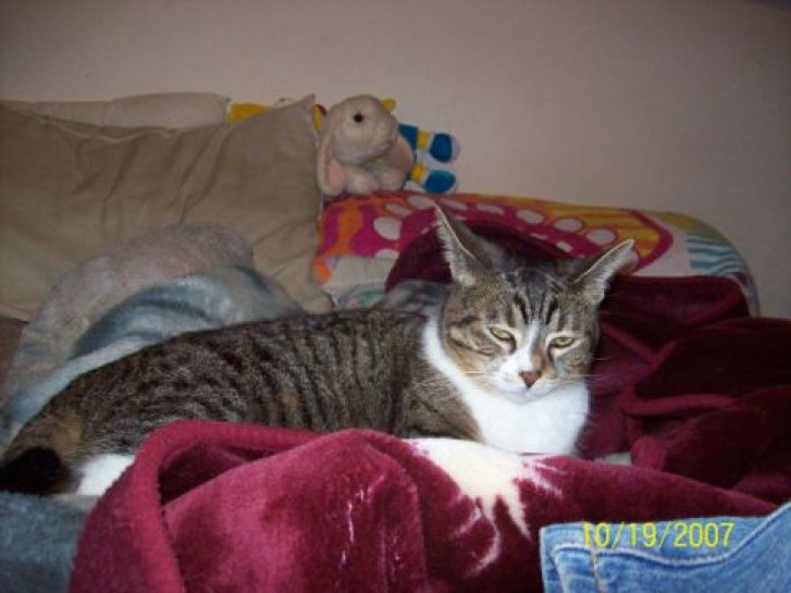 Picture of a cat / kitten / feline