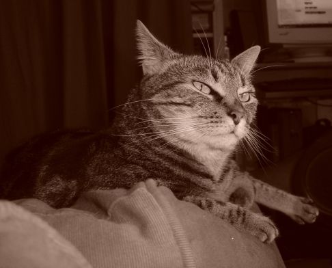 Picture of a cat / kitten / feline