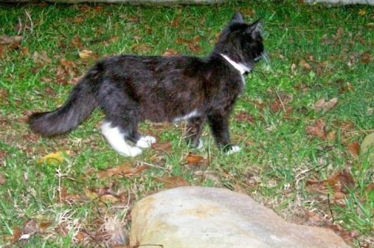 Picture of a cat / kitten / feline