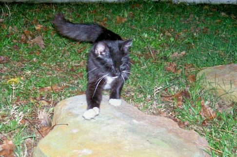 Picture of a cat / kitten / feline