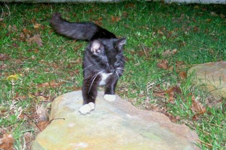 Picture of a cat / kitten / feline