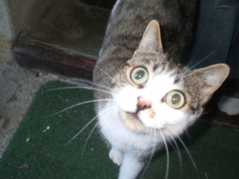 Picture of a cat / kitten / feline