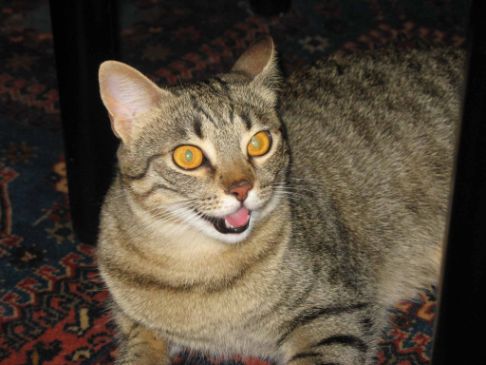 Picture of a cat / kitten / feline