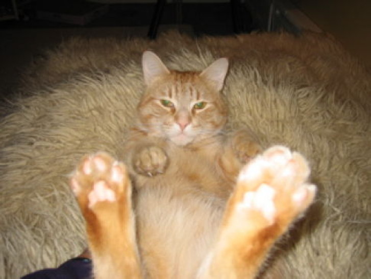 Picture of a cat / kitten / feline