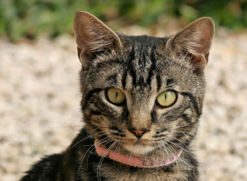 Picture of a cat / kitten / feline