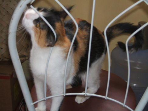 Picture of a cat / kitten / feline