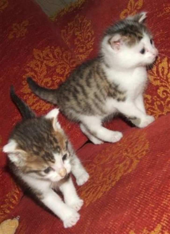 Picture of a cat / kitten / feline