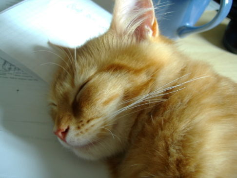 Picture of a cat / kitten / feline