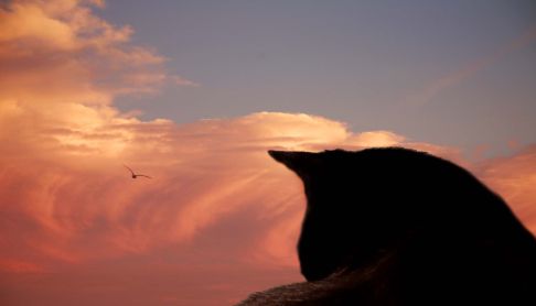 Picture of a cat / kitten / feline