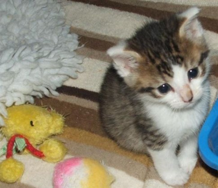 Picture of a cat / kitten / feline