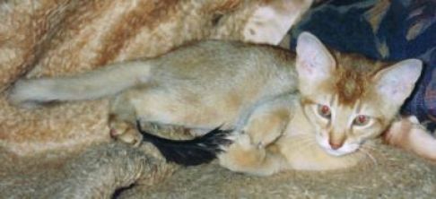 Picture of a cat / kitten / feline